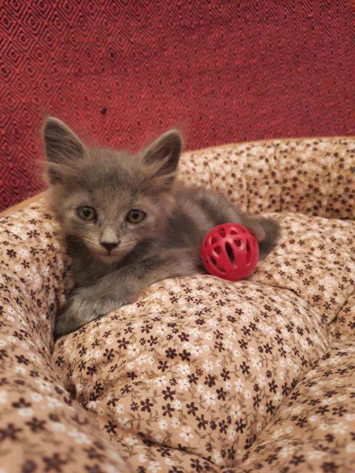 Gato ra a S.R.D. idade Abaixo de 2 meses nome Pequi