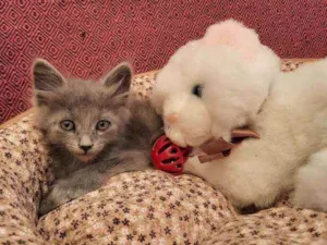 Gato raça S.R.D. idade Abaixo de 2 meses nome Pequi