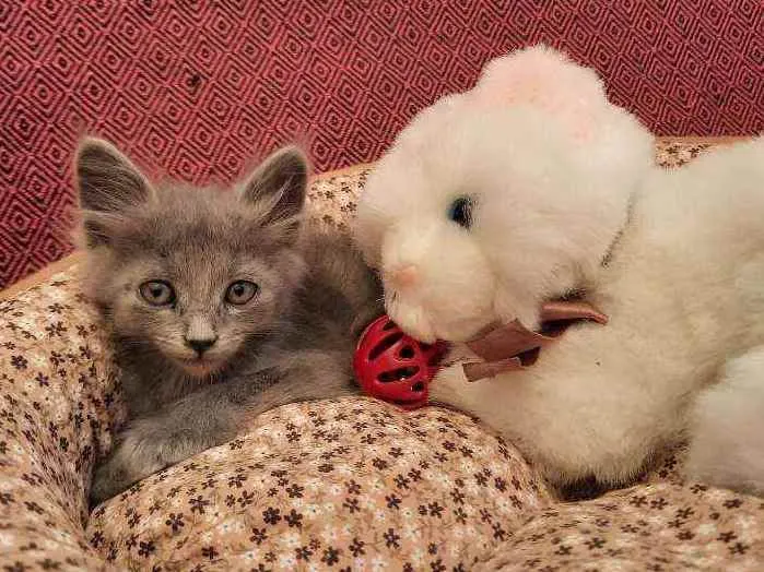 Gato ra a S.R.D. idade Abaixo de 2 meses nome Pequi