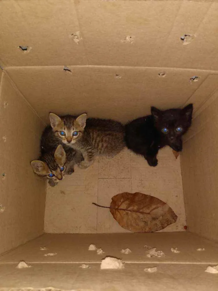 Gato ra a Mestiço idade Abaixo de 2 meses nome Não tem