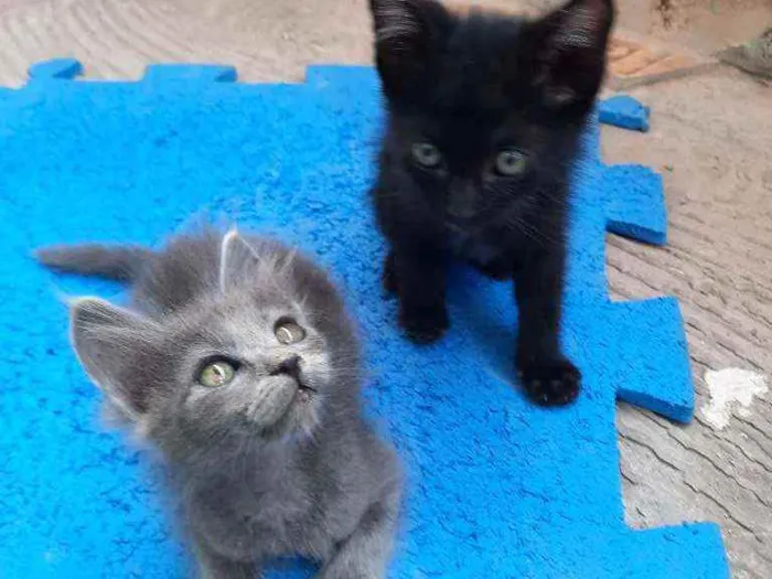Gato ra a S.R.D. idade Abaixo de 2 meses nome Kiwi