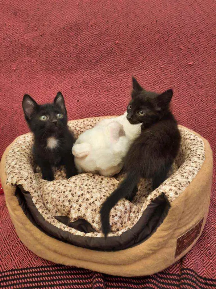 Gato ra a S.R.D. idade Abaixo de 2 meses nome Amora