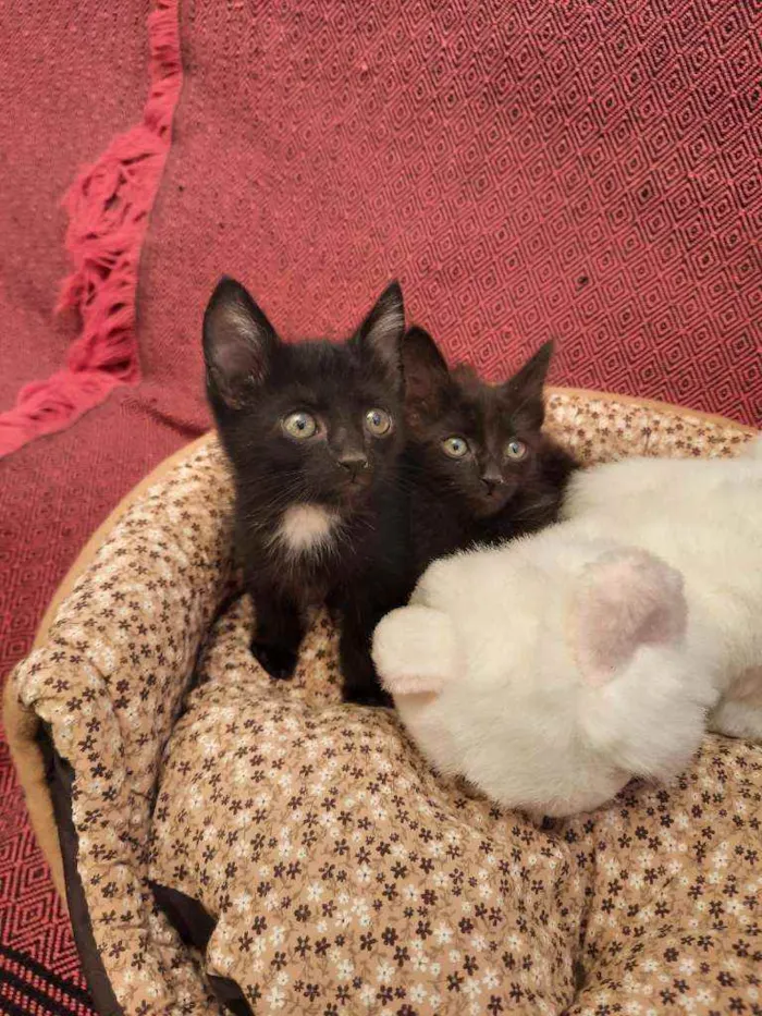 Gato ra a S.R.D. idade Abaixo de 2 meses nome Amora