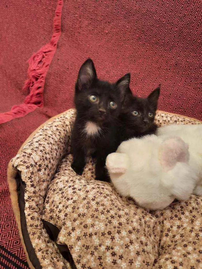 Gato ra a S.R.D. idade Abaixo de 2 meses nome Amora