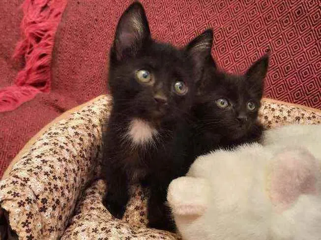 Gato ra a S.R.D. idade Abaixo de 2 meses nome Amora