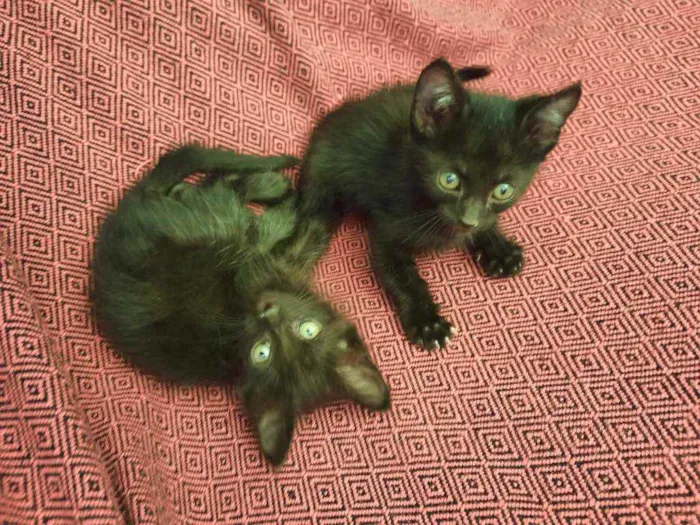 Gato ra a S.R.D. idade Abaixo de 2 meses nome Amora