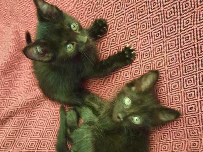Gato ra a S.R.D. idade Abaixo de 2 meses nome Amora