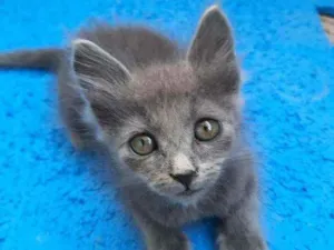 Gato raça S.R.D. idade Abaixo de 2 meses nome Kiwi