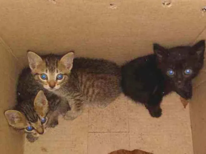 Gato ra a Mestiço idade Abaixo de 2 meses nome Não tem