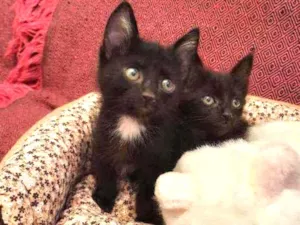 Gato raça S.R.D. idade Abaixo de 2 meses nome Amora