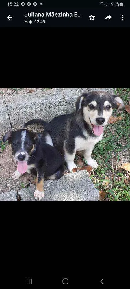 Cachorro raça SRD idade 2 a 6 meses nome Lobinho e Tiquinho