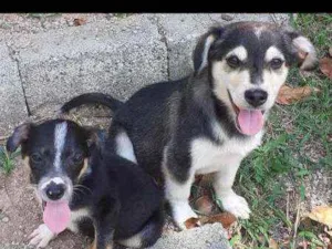 Cachorro raça SRD idade 2 a 6 meses nome Lobinho e Tiquinho