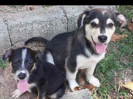 Cachorro raça SRD idade 2 a 6 meses nome Lobinho e Tiquinho