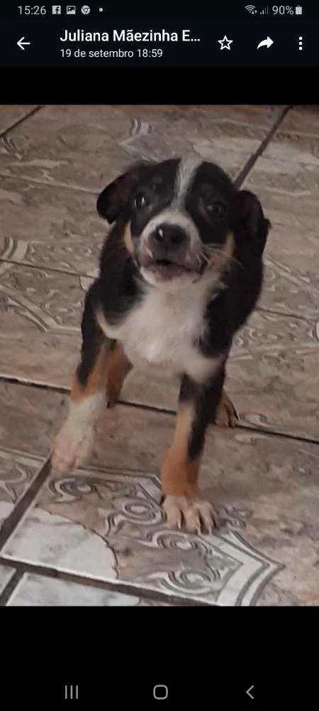 Cachorro raça SRD idade 2 a 6 meses nome Lobinho e Tiquinho