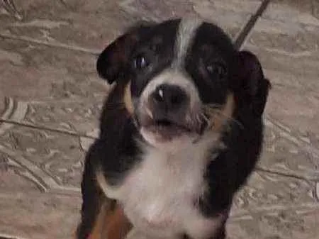 Cachorro raça SRD idade 2 a 6 meses nome Lobinho e Tiquinho