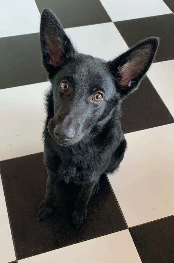 Cachorro ra a Labrador idade 2 a 6 meses nome Gamora