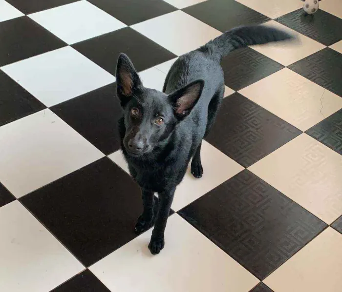 Cachorro ra a Labrador idade 2 a 6 meses nome Gamora