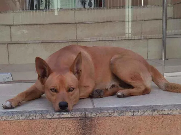 Cachorro ra a Srd idade 3 anos nome Não sei