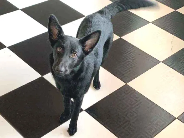 Cachorro ra a Labrador idade 2 a 6 meses nome Gamora