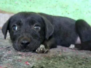 Cachorro raça Srd idade Abaixo de 2 meses nome Filhotinhos 