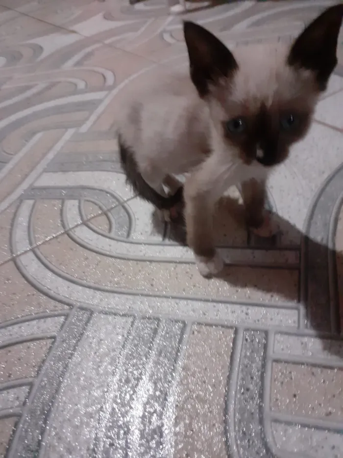 Gato ra a Siamês idade Abaixo de 2 meses nome Sem nome