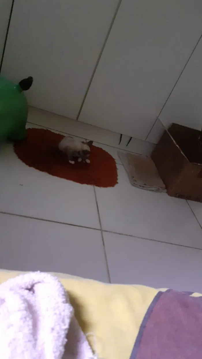 Gato ra a Siamês idade Abaixo de 2 meses nome Sem nome