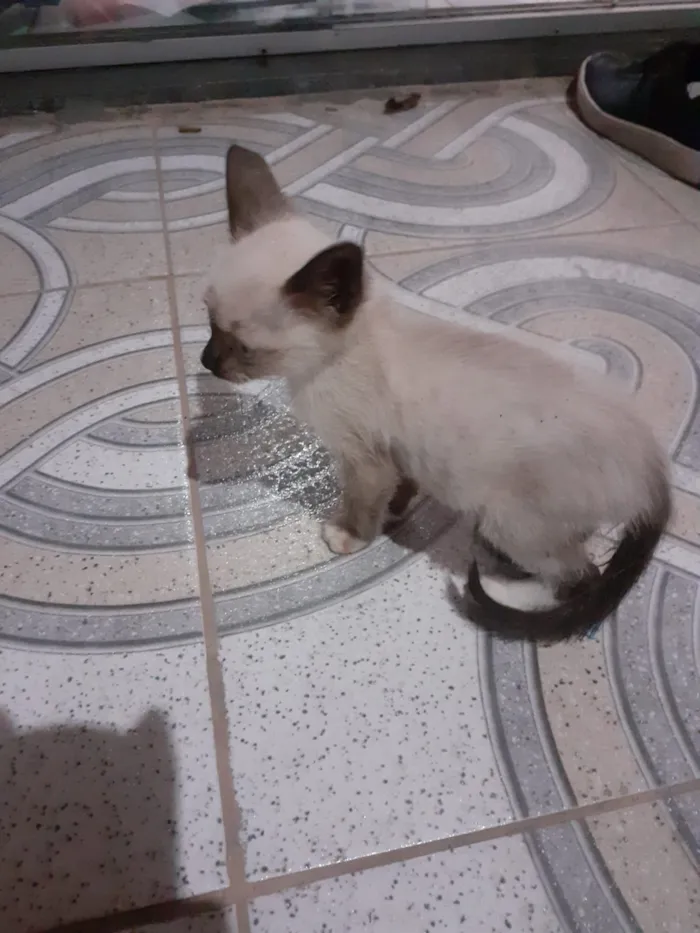 Gato ra a Siamês idade Abaixo de 2 meses nome Sem nome