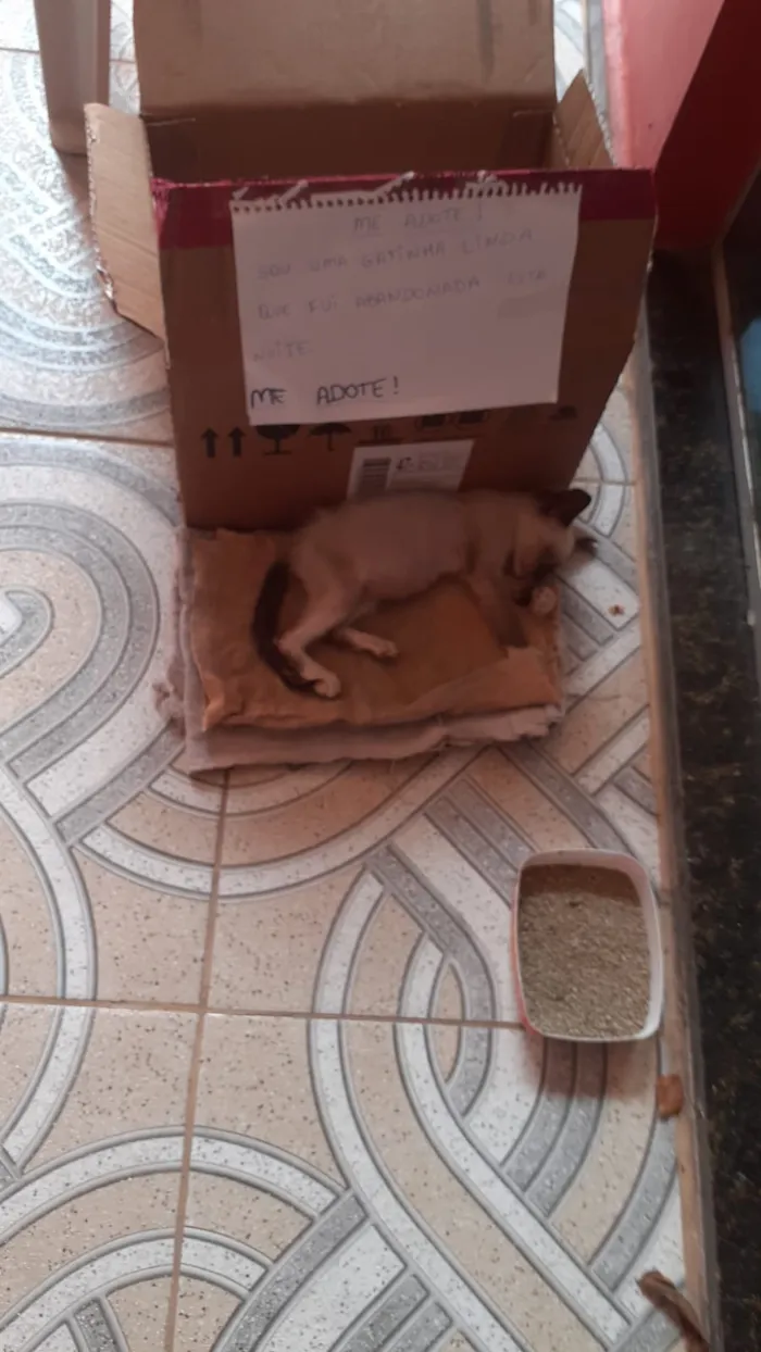 Gato ra a Siamês idade Abaixo de 2 meses nome Sem nome