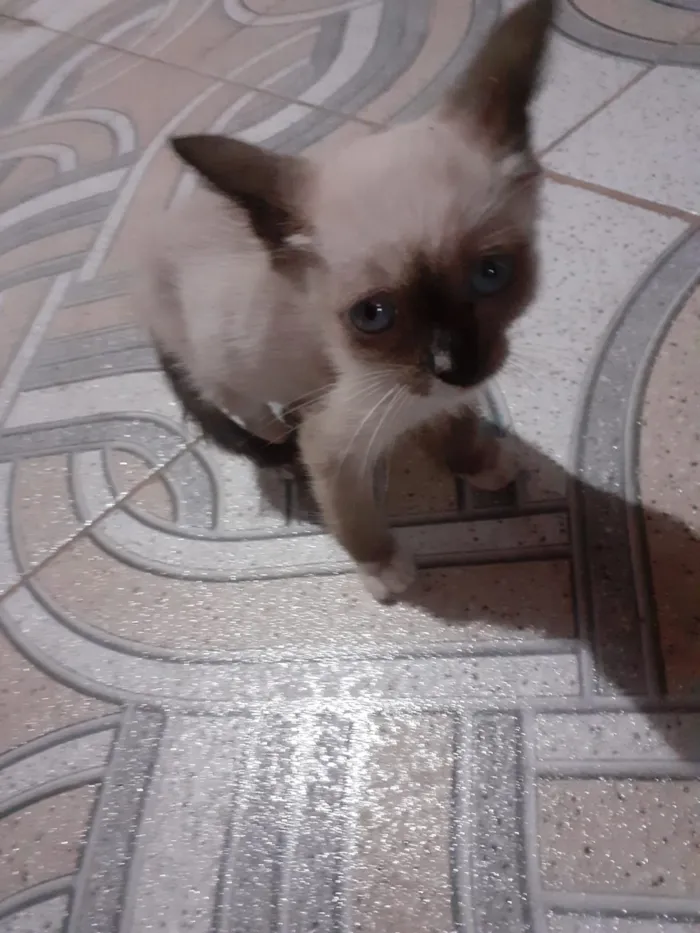 Gato ra a Siamês idade Abaixo de 2 meses nome Sem nome