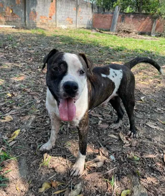 Cachorro ra a Pitbull idade 2 anos nome Bolt