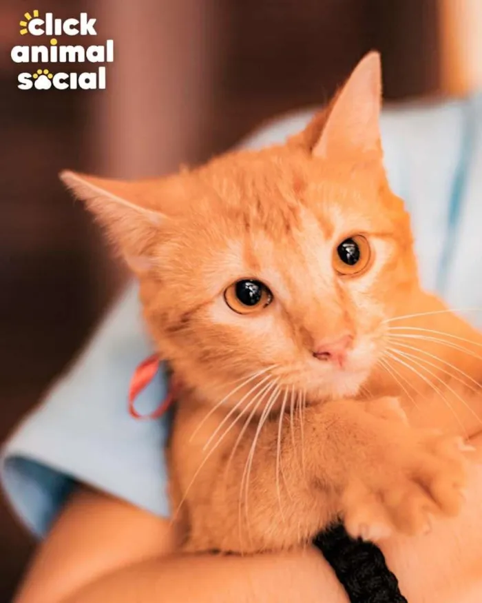 Gato ra a SRD-ViraLata idade 7 a 11 meses nome BABI