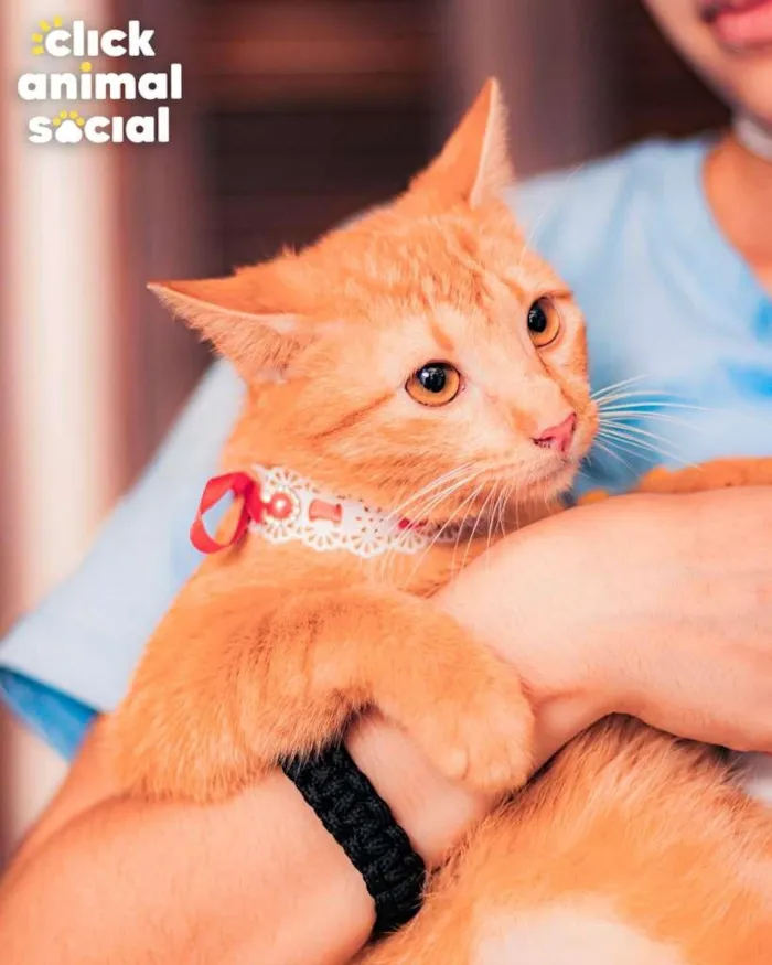 Gato ra a SRD-ViraLata idade 7 a 11 meses nome BABI