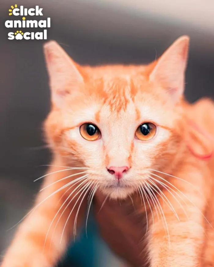 Gato ra a SRD-ViraLata idade 7 a 11 meses nome BABI