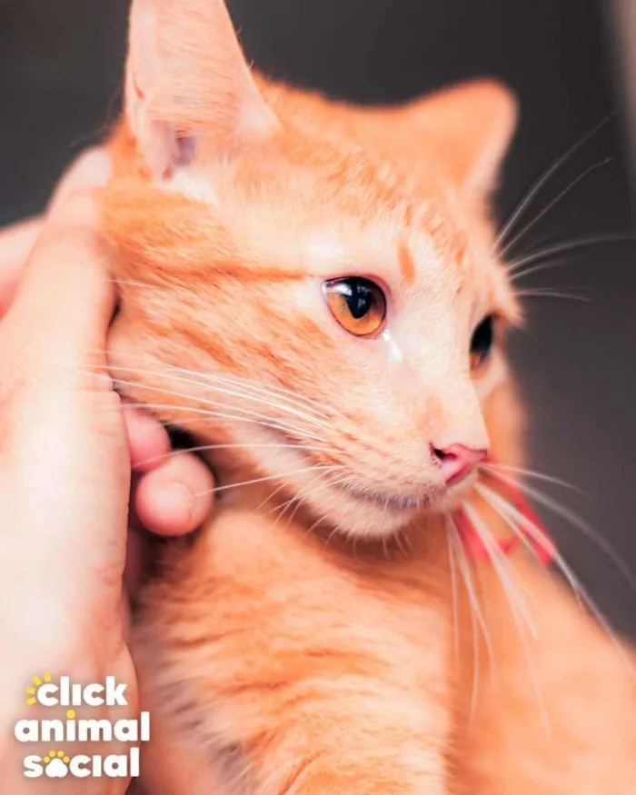 Gato ra a SRD-ViraLata idade 7 a 11 meses nome BABI