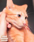 BABI