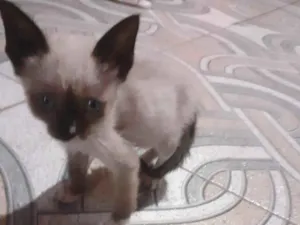 Gato raça Siamês idade Abaixo de 2 meses nome Sem nome