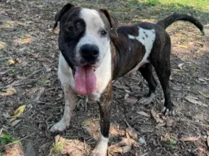 Cachorro raça Pitbull idade 2 anos nome Bolt