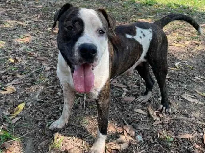 Cachorro ra a Pitbull idade 2 anos nome Bolt