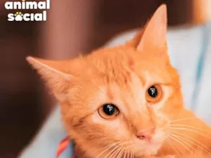 Gato raça SRD-ViraLata idade 7 a 11 meses nome BABI