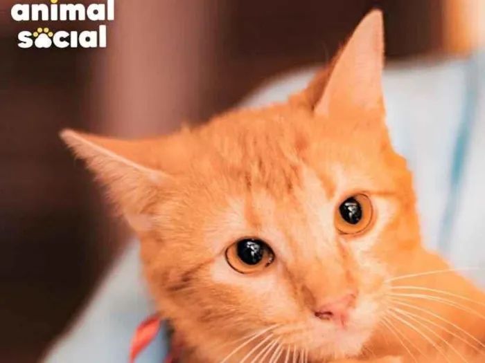 Gato ra a SRD-ViraLata idade 7 a 11 meses nome BABI