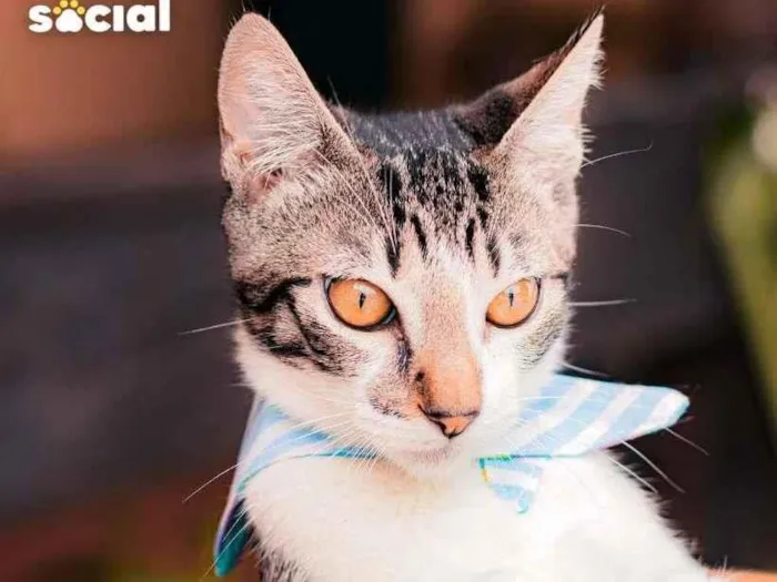 Gato ra a SRD-ViraLata idade 2 a 6 meses nome Argos