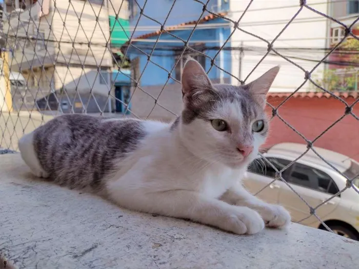 Gato ra a SRD-ViraLata idade 2 a 6 meses nome Erick