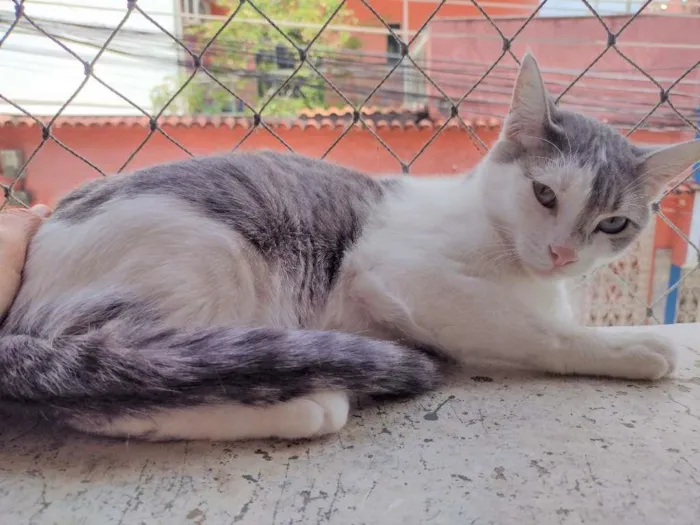 Gato ra a SRD-ViraLata idade 2 a 6 meses nome Erick