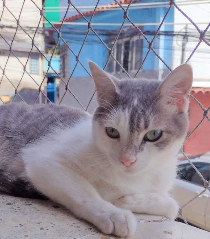 Gato ra a SRD-ViraLata idade 2 a 6 meses nome Erick