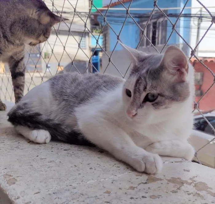 Gato ra a SRD-ViraLata idade 2 a 6 meses nome Erick