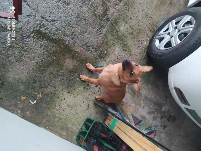 Cachorro ra a Viralata idade 7 a 11 meses nome Théo