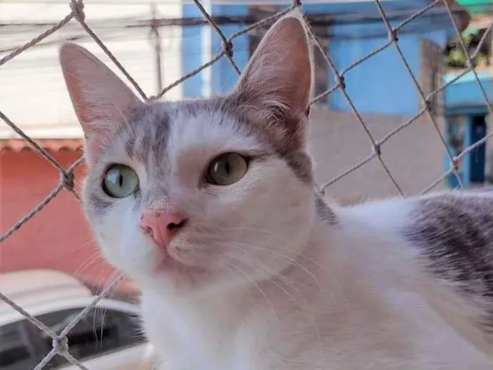 Gato ra a SRD-ViraLata idade 2 a 6 meses nome Erick