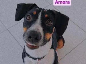 Cachorro raça Vira lata idade 7 a 11 meses nome AMORA