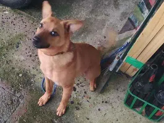 Cachorro ra a Viralata idade 7 a 11 meses nome Théo