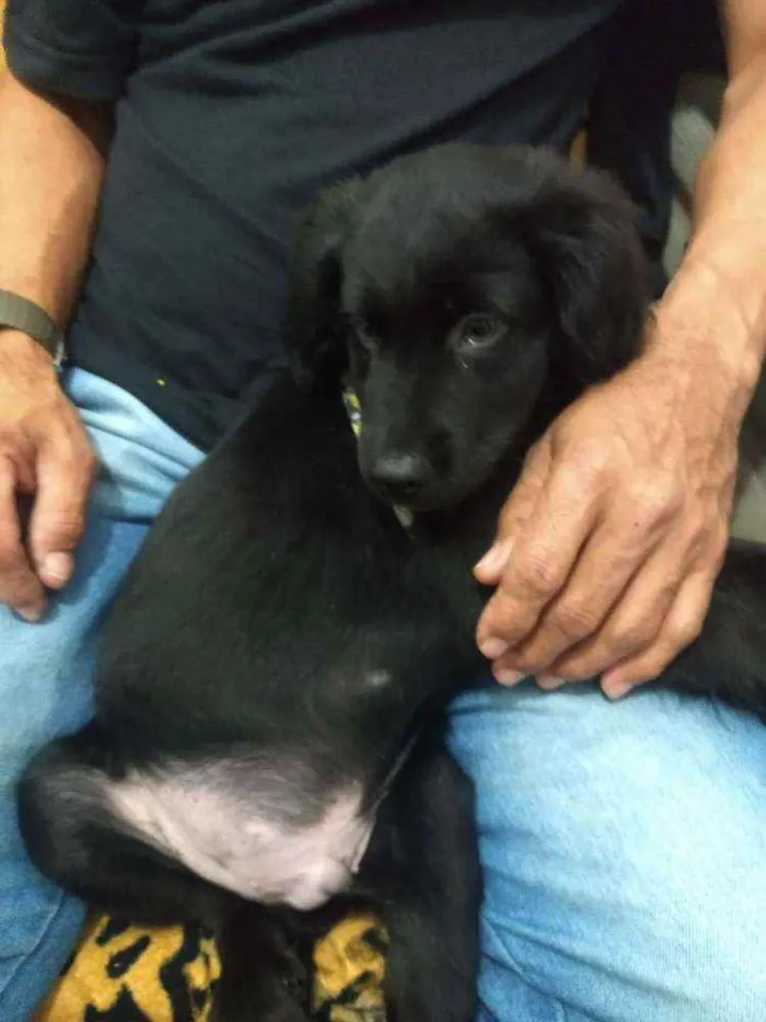 Cachorro ra a SRD idade 2 a 6 meses nome Bradock
